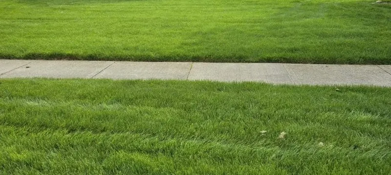 Independent Lawn Service lawn care program treatment for thick green turf