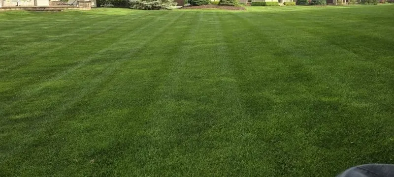 Independent Lawn Service seasonal fertilization application for a healthy Michigan lawn